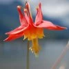 Arizona Columbine -Green Haven Sales aquilegia desertorum 1