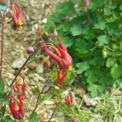 Little Lanterns Columbine -Green Haven Sales aquilegia little lanterns cropped 5 1