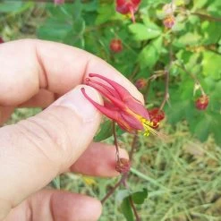 Little Lanterns Columbine -Green Haven Sales aquilegia little lanterns cropped close up 1 1