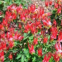 Little Lanterns Columbine -Green Haven Sales aquilegia little lanterns jf 1