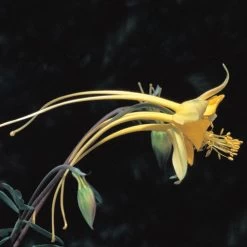 Swallowtail® Columbine -Green Haven Sales aquilegia species swallowtail 20822 2 web 1