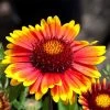Arizona Sun Gaillardia -Green Haven Sales arizona sun gaillardia 1 2