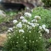 Morning Star White Armeria -Green Haven Sales armeria maritima morning star white garden