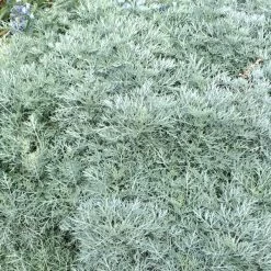 Powis Castle Artemisia -Green Haven Sales artemisia powis castle close denver botanic