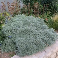 Powis Castle Artemisia -Green Haven Sales artemisia powis castle whole plant denver botanic