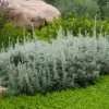 Seafoam Artemisia -Green Haven Sales artemisia versicolor sea foam david.winger plant select cropped