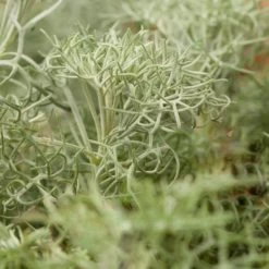 Seafoam Artemisia -Green Haven Sales artemisia versicolor seafoam