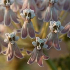 California Narrow Leaf Milkweed -Green Haven Sales asclepias fascicularis santa monica trails council 2 cropped