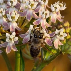 California Narrow Leaf Milkweed -Green Haven Sales asclepias fascicularis santa monica trails council 3 cropped