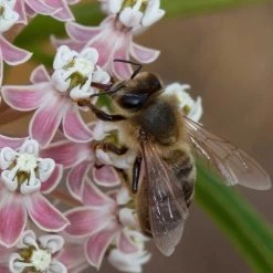 California Narrow Leaf Milkweed -Green Haven Sales asclepias fascicularis santa monica trails council 4 cropped