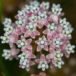 California Narrow Leaf Milkweed -Green Haven Sales asclepias fascicularis santa monica trails council 5 cropped