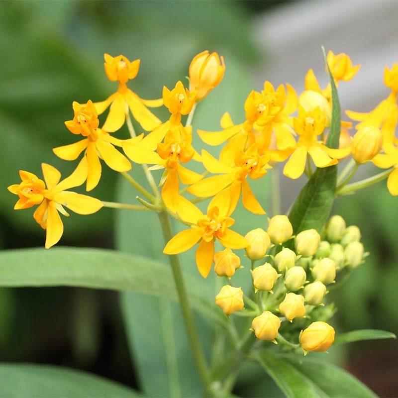 Hello Yellow Butterfly Weed 3 Hello Yellow Butterfly Weed