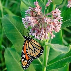Common Milkweed -Green Haven Sales asclepias syriaca 1