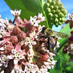 Common Milkweed -Green Haven Sales asclepias syriaca 2