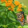 Butterfly Weed (Clay Form) -Green Haven Sales asclepias tuberosa monarch butterly hblbjxx