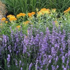 Sharon Roberts English Lavender -Green Haven Sales asclepias western gold mix lavandula angust sharon roberts 1