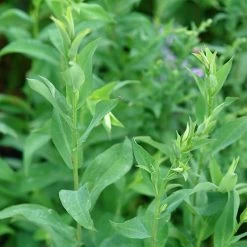Bluebird Smooth Aster -Green Haven Sales ast laev bluebird foliage northcreek nurseries cropped