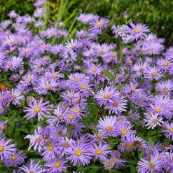 Monch Frikart's Aster 9 Monch Frikart's Aster -Green Haven Sales aster x frikartii m nch flowers garden