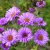 Purple Dome New England Aster -Green Haven Sales aster purple dome close up cropp