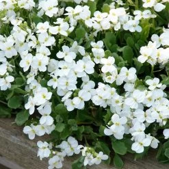 Axcent™ White Aubrieta -Green Haven Sales aubrieta axcent white 3