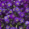 Axcent™ Deep Purple Aubrieta 1 Axcent™ Deep Purple Aubrieta -Green Haven Sales axcent deep purple rock cress 1