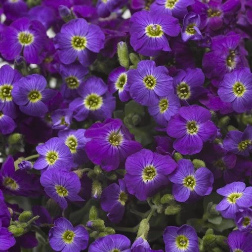 Axcent™ Deep Purple Aubrieta -Green Haven Sales axcent deep purple rock cress 1