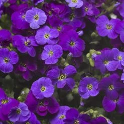 Front Page -Green Haven Sales axcent deep purple rock cress 2
