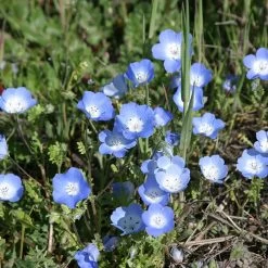 Alternative Lawn Wildflower Seed Mix 14 Alternative Lawn Wildflower Seed Mix -Green Haven Sales baby blue eyes 1
