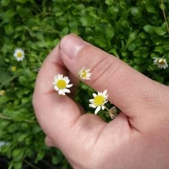 Miniature Mat Daisy (Bellium) -Green Haven Sales bellium minutum miniature