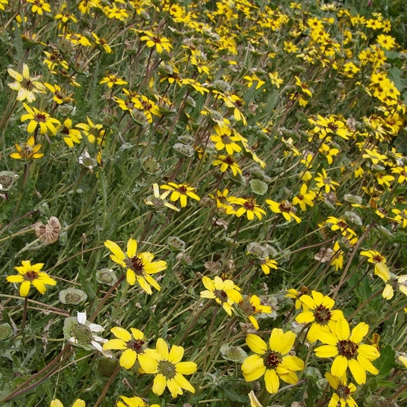 Mora County Chocolate Flower Mix (Berlandiera) 8 Mora County Chocolate Flower Mix (Berlandiera) - Image 6