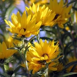 Santa Fe Maximilian's Sunflower (Helianthus) -Green Haven Sales betty griffith maximiliana sunfl