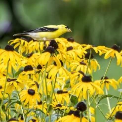 Goldsturm Black Eyed Susan -Green Haven Sales bird rudbeckia goldsturm web 2