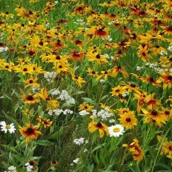 Dry Area Wildflower Seed Mix 10 Dry Area Wildflower Seed Mix -Green Haven Sales black eyed susan gloriosa daisy yarrow