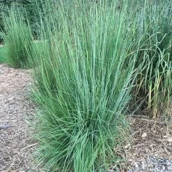 Blaze Little Bluestem Grass 11 Blaze Little Bluestem Grass -Green Haven Sales blaze little bluestem credit hoffmannursery