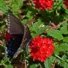 Red Devil Perennial Verbena -Green Haven Sales blk swallowtail red devil verbena cstein 1
