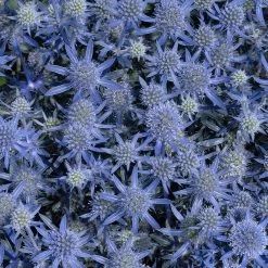Blue Glitter Sea Holly (Eryngium) -Green Haven Sales blue glitter sea holly 2