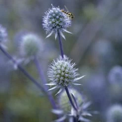 Blue Glitter Sea Holly (Eryngium) -Green Haven Sales blue glitter sea holly
