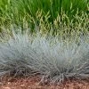 Blue Whiskers Fescue Grass -Green Haven Sales blue whiskers fescue grass 1