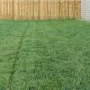 Bella™ Bluegrass Grass Plugs -Green Haven Sales blue grass bella 79200 1 web 1