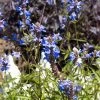 Blue Spike Salvia 2 Blue Spike Salvia -Green Haven Sales bog sage salvia uliginosa cropped 3