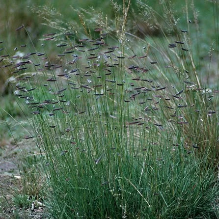 Hachita Blue Grama Grass Plugs 5 Hachita Blue Grama Grass Plugs - Image 3