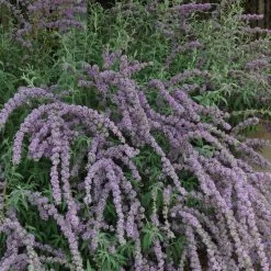 Silver Spring Blooming Butterfly Bush (Buddleia) -Green Haven Sales buddleia alternafolia argentea
