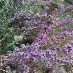 Silver Spring Blooming Butterfly Bush (Buddleia) -Green Haven Sales buddleia alternifolia argentea