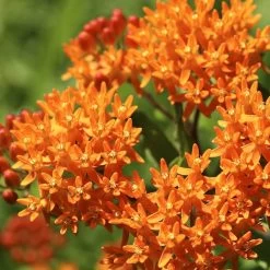 Butterfly Weed -Green Haven Sales butterfly weed 2