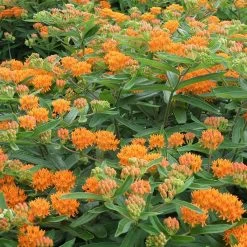 Butterfly Weed -Green Haven Sales butterfly weed 4