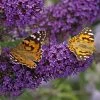 Buzz® Midnight Butterfly Bush (Buddleia) -Green Haven Sales buzz midnight butterfly bush buddleia purple