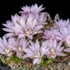 Miniature Chin Cactus (Gymnocalycium) 1 Miniature Chin Cactus (Gymnocalycium) -Green Haven Sales cactus gymnocalycium bruchii cropped 1