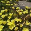Sundrops (Calylophus) -Green Haven Sales calylophus drummondii 1