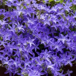 Blue Waterfall Bellflower (Campanula)
