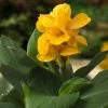 CannaSol™ Happy Emily® Canna Lily -Green Haven Sales canna cannasol series canna lily yellow happy emily in pot cropped